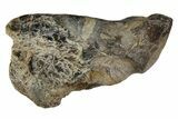 Fossil Enchodus Jaw Section - Texas #164788-1